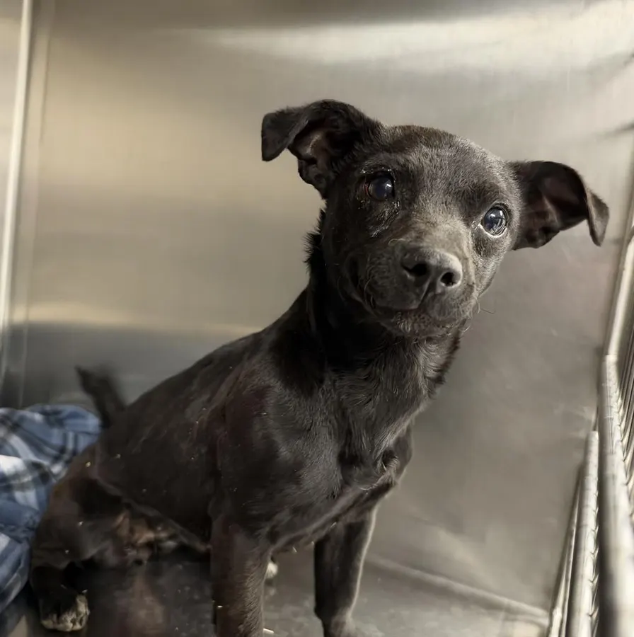 Adoptable Dog