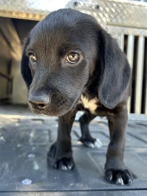 Onyx