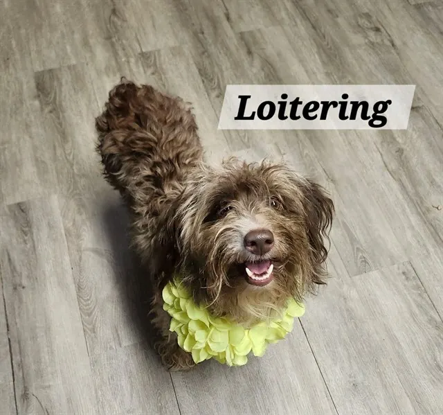 Loitering