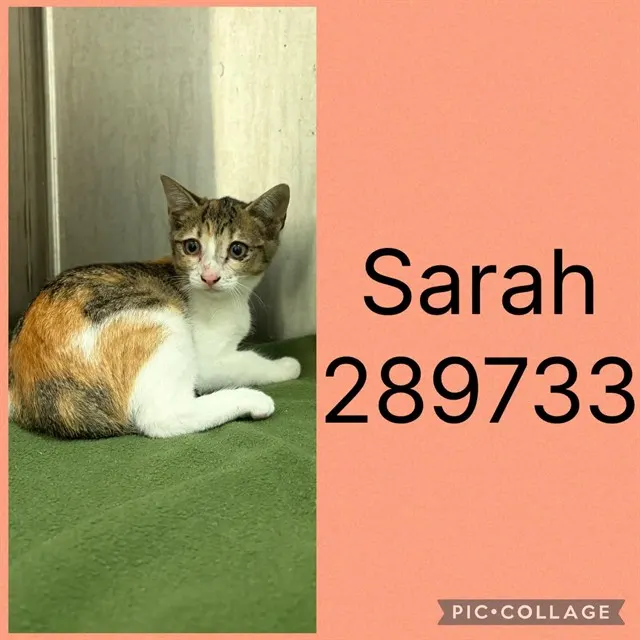 Sarah