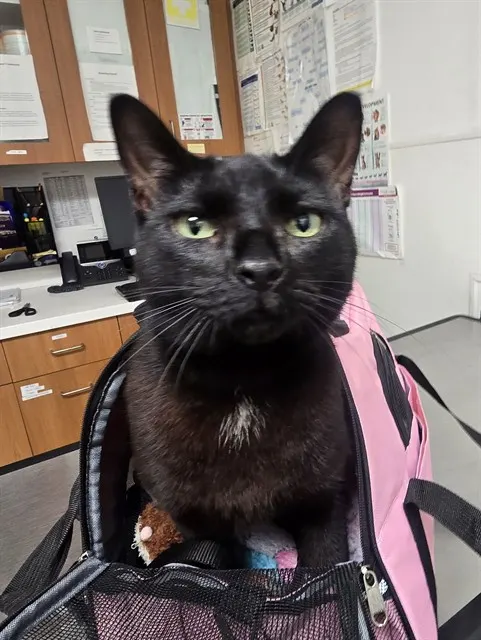 Adoptable Cat
