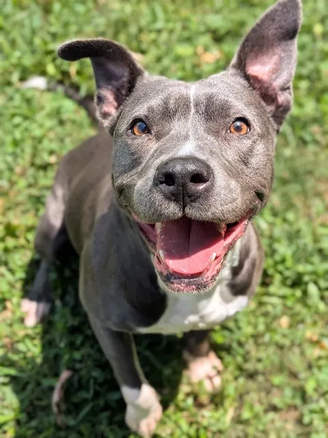 Nala
