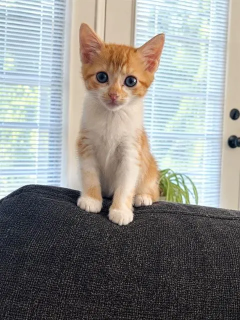 Buttercup