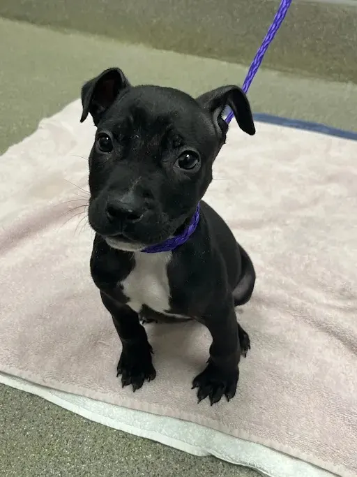 *Little Hank