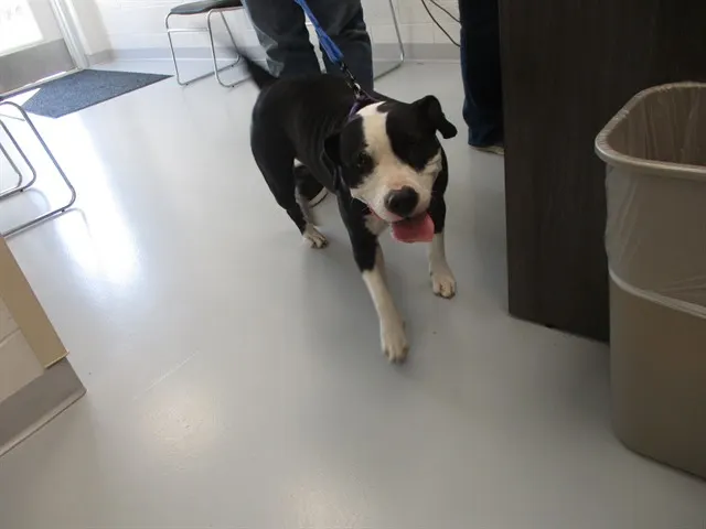 Adoptable Dog