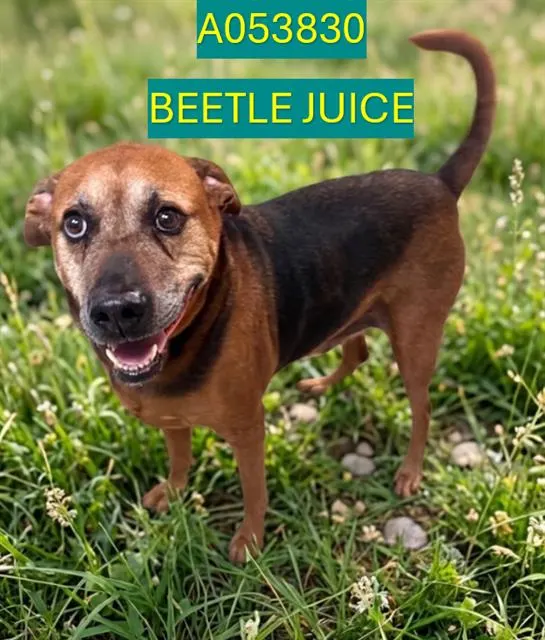 Beetle Juice