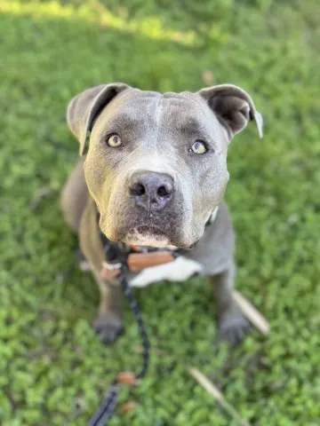 Roxy