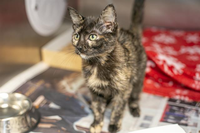 Adoptable Cat