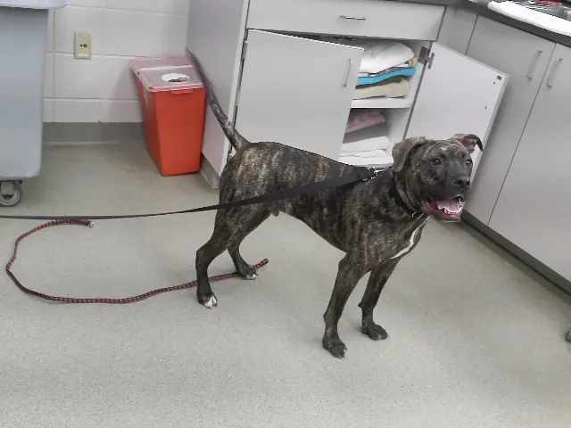 Duke