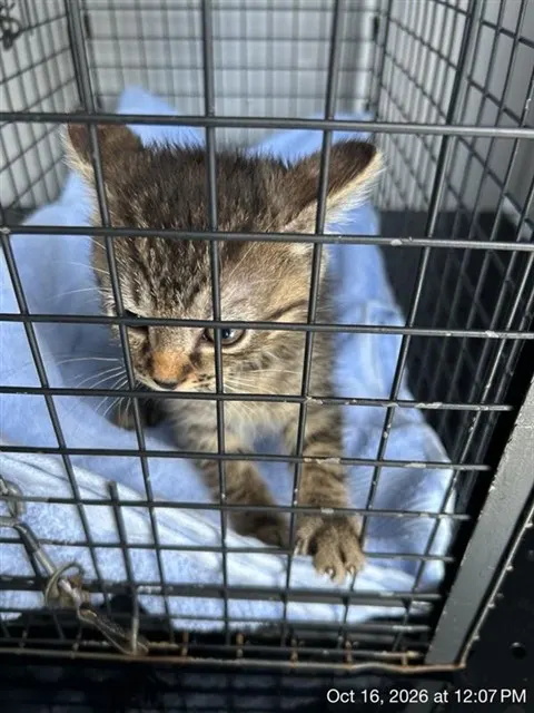 Adoptable Cat