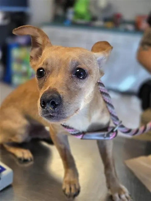 Adoptable Dog