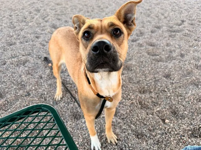 Frida