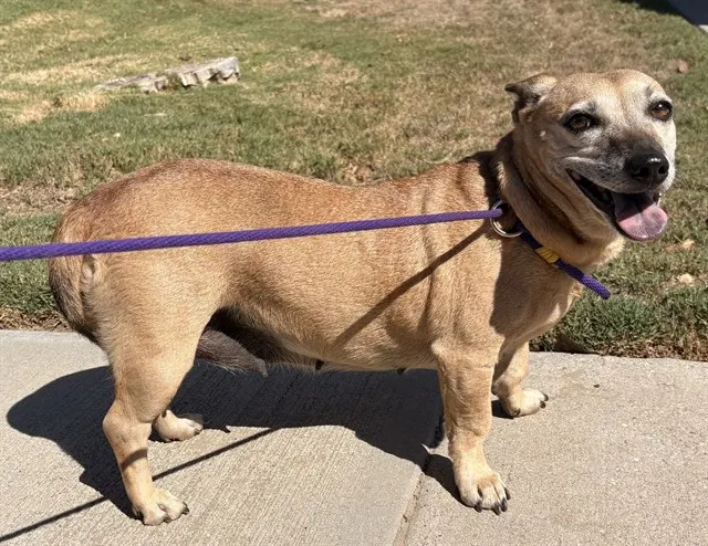 Adoptable Dog