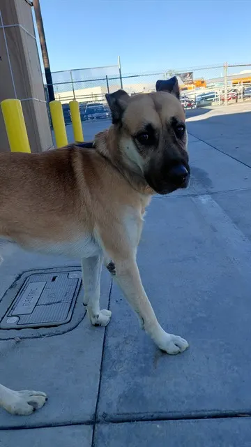 Adoptable Dog