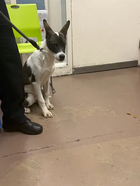 Adoptable Dog