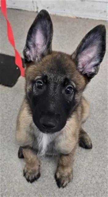 Astro