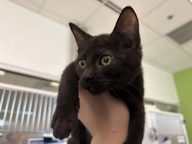 Jet