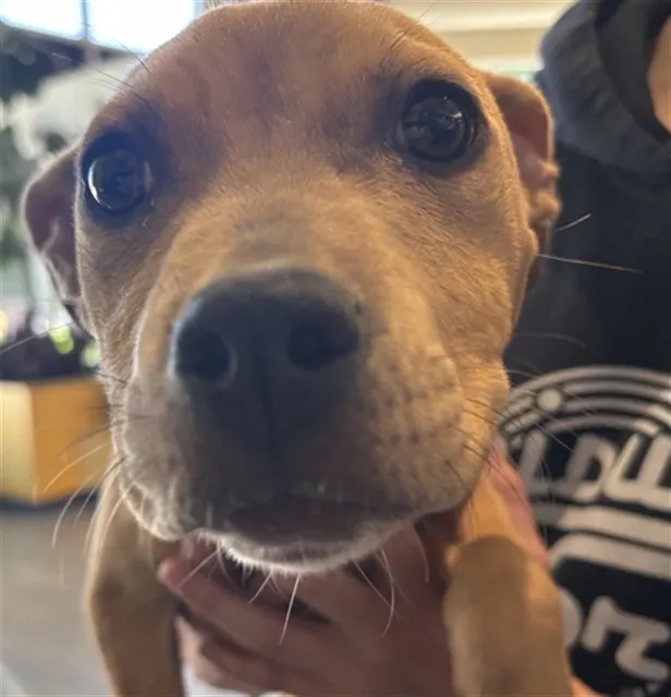 Penny