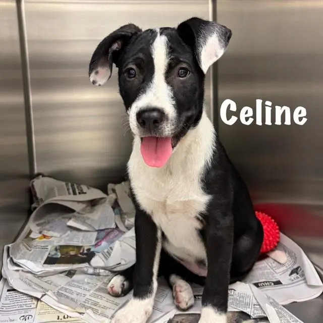 Celine