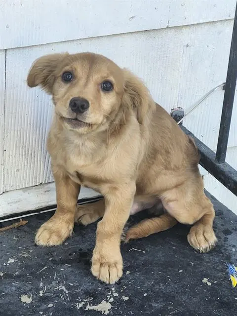 Adoptable Dog