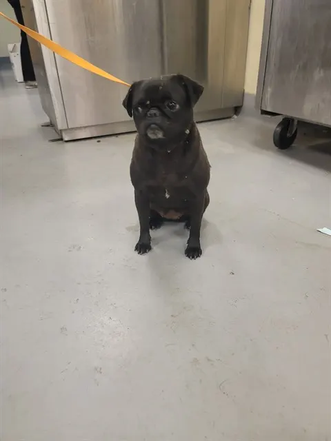 Bella