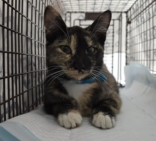 Adoptable Cat