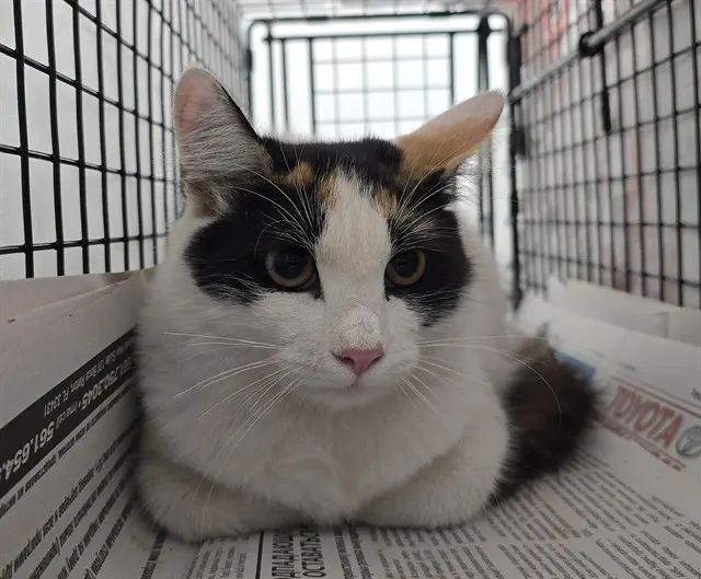 Adoptable Cat