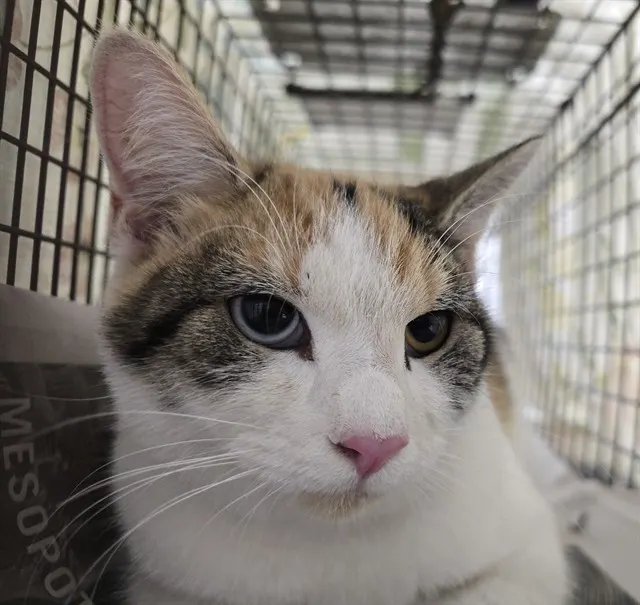 Adoptable Cat