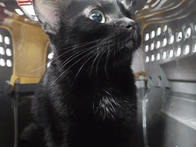 Binx