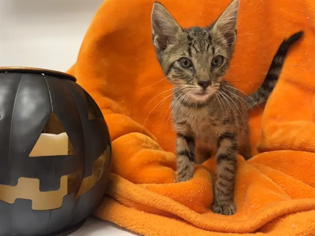 Shelter Staff Named Me *Grimm