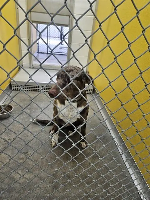 Adoptable Dog