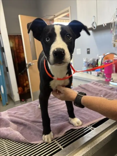 Adoptable Dog