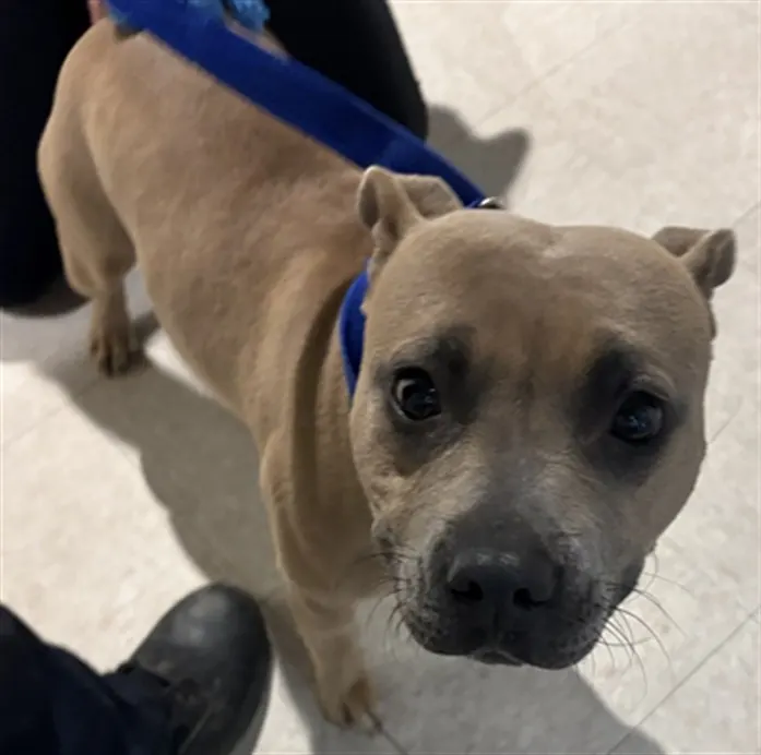 Adoptable Dog