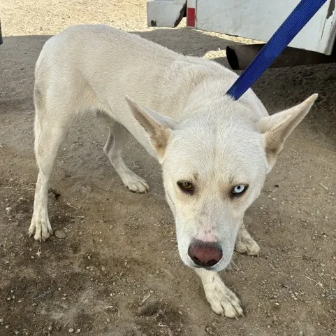 Adoptable Dog