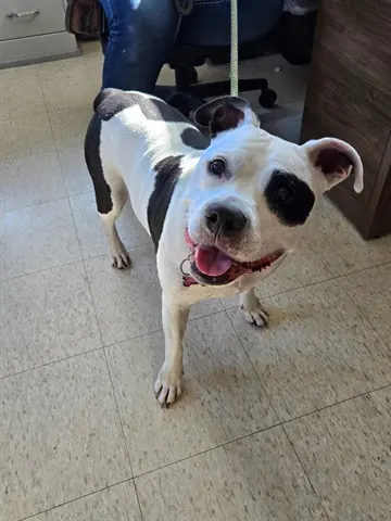 Maggie