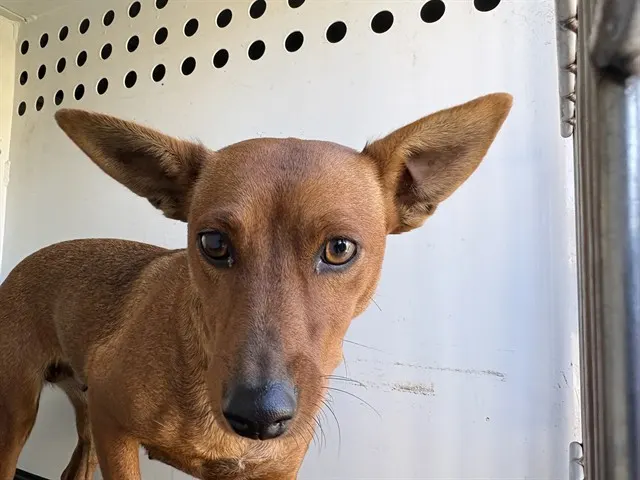 Adoptable Dog