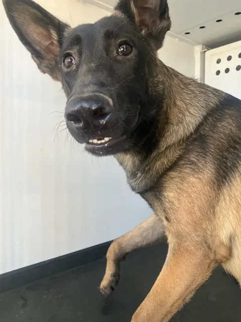 Adoptable Dog