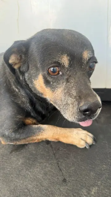 Adoptable Dog