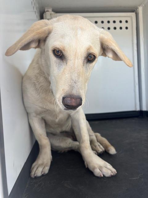 Adoptable Dog