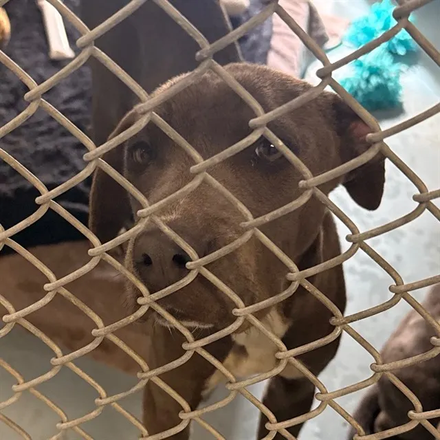 Nala