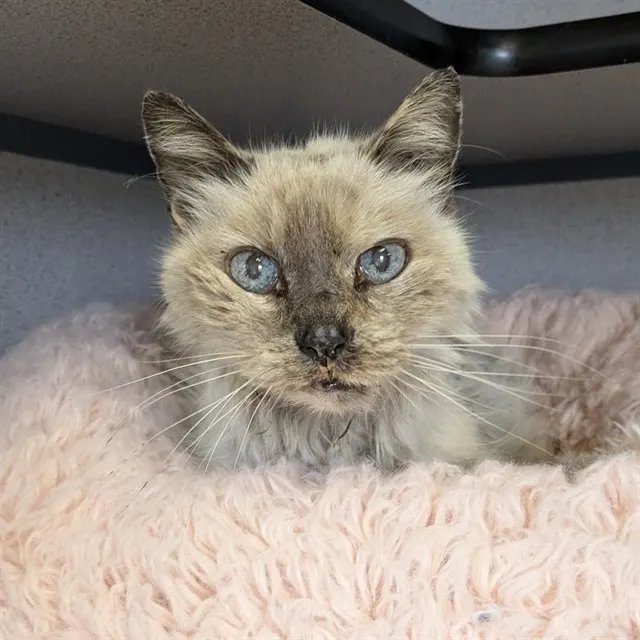 Adoptable Cat