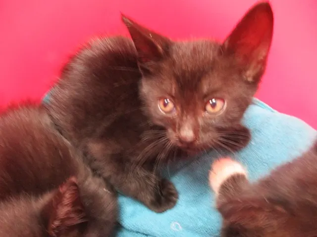 Pepper