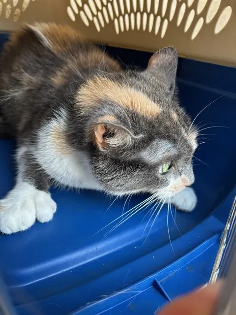 Adoptable Cat