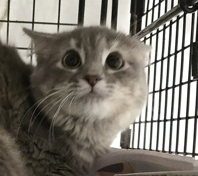 Adoptable Cat