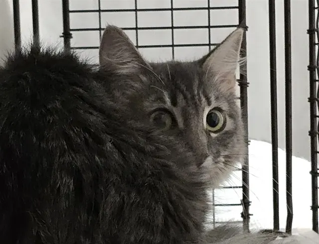 Adoptable Cat