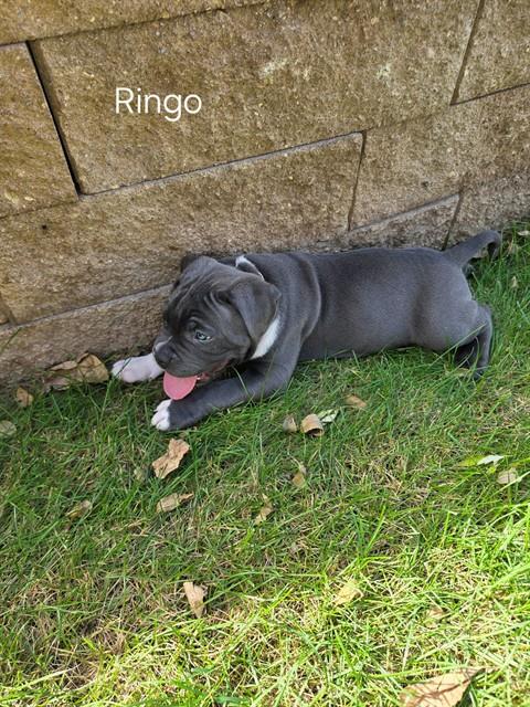 Ringo