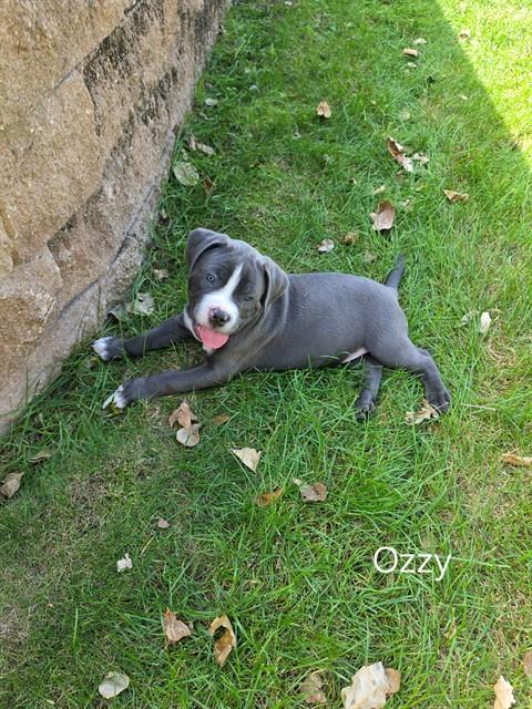 Ozzy
