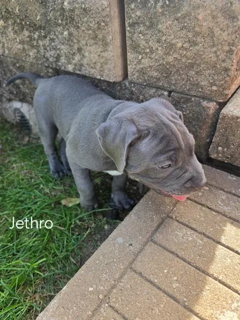Jethro