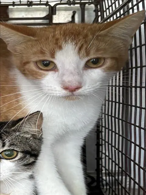 Adoptable Cat