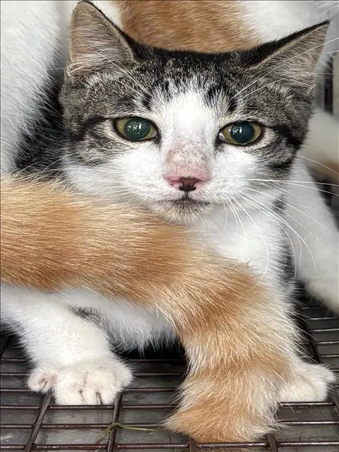 Adoptable Cat